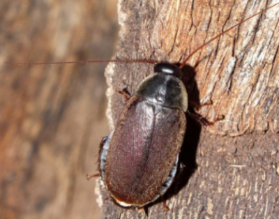 Pacific beetle cockroach